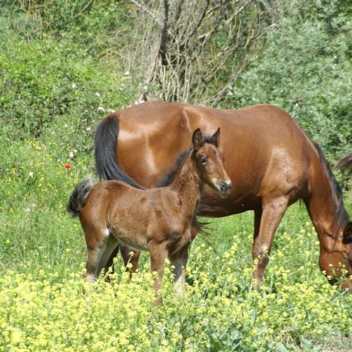 Agriturismo Le Querce di Campocane