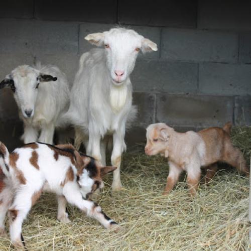 Agriturismo Borgo Graziani