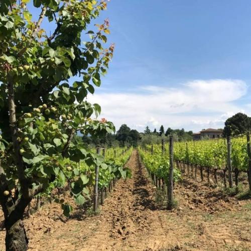 Agriturismo Borgo Graziani