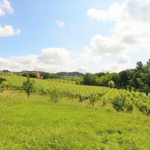 Casa Sogno Tra i Vigneti