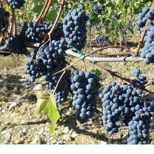 Villa Sangiovese all’Aia